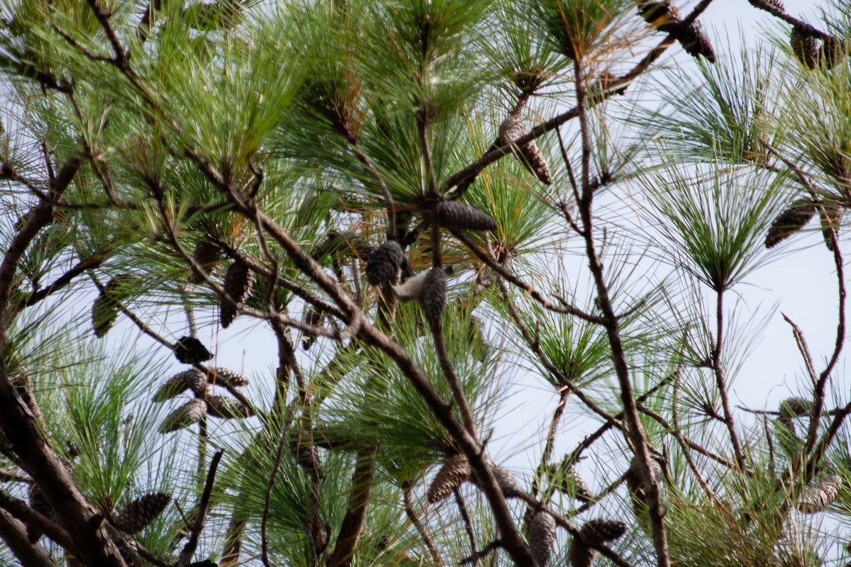 Brown-headed Nuthatch - ML642782090
