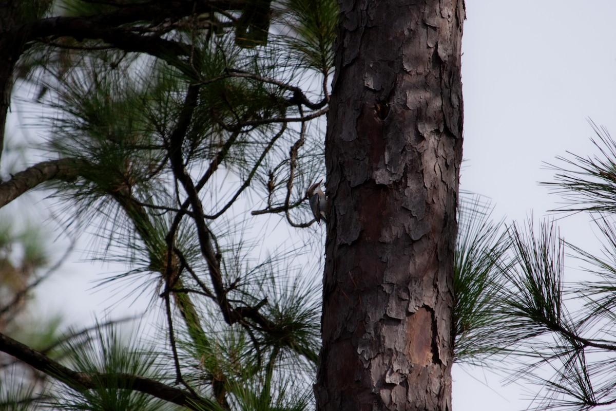 Brown-headed Nuthatch - ML642782091
