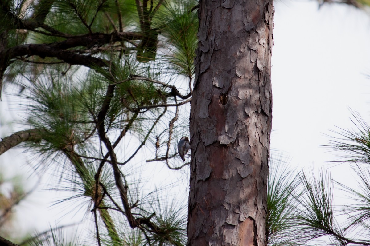 Brown-headed Nuthatch - ML642782092