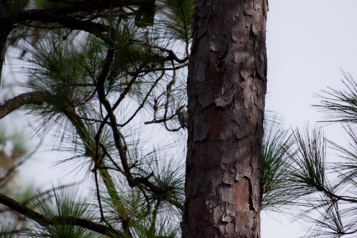 Brown-headed Nuthatch - ML642782093