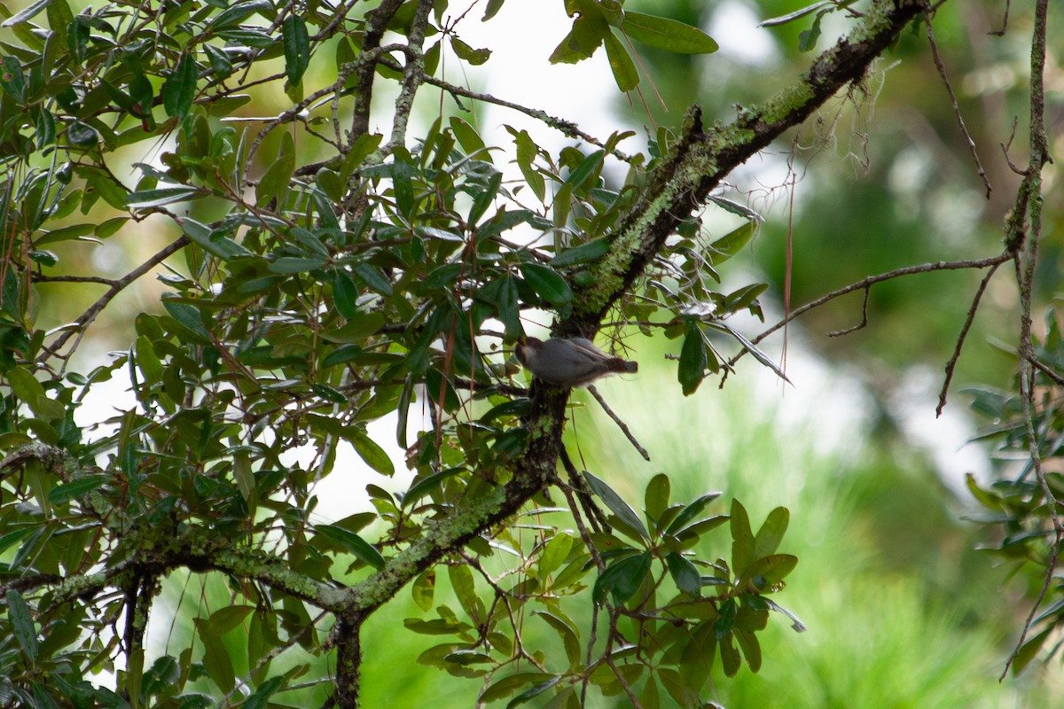 Brown-headed Nuthatch - ML642782094