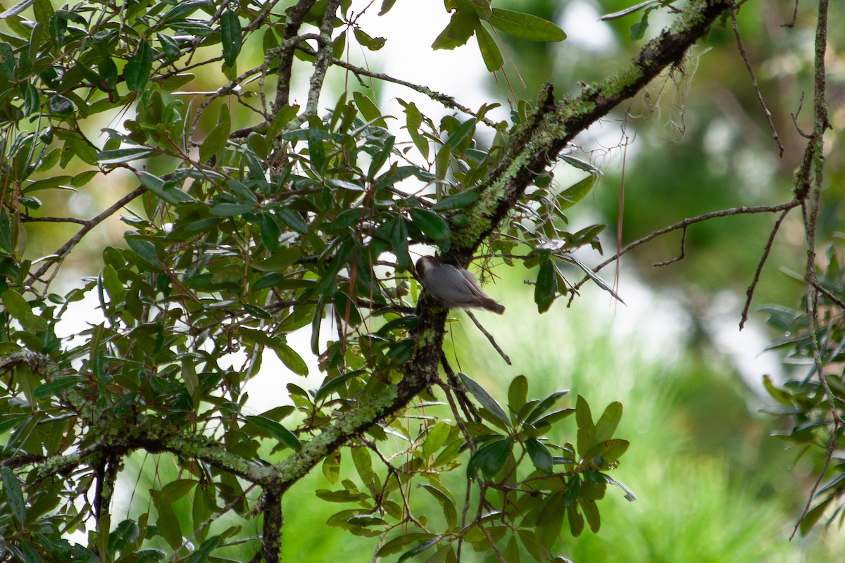 Brown-headed Nuthatch - ML642782095