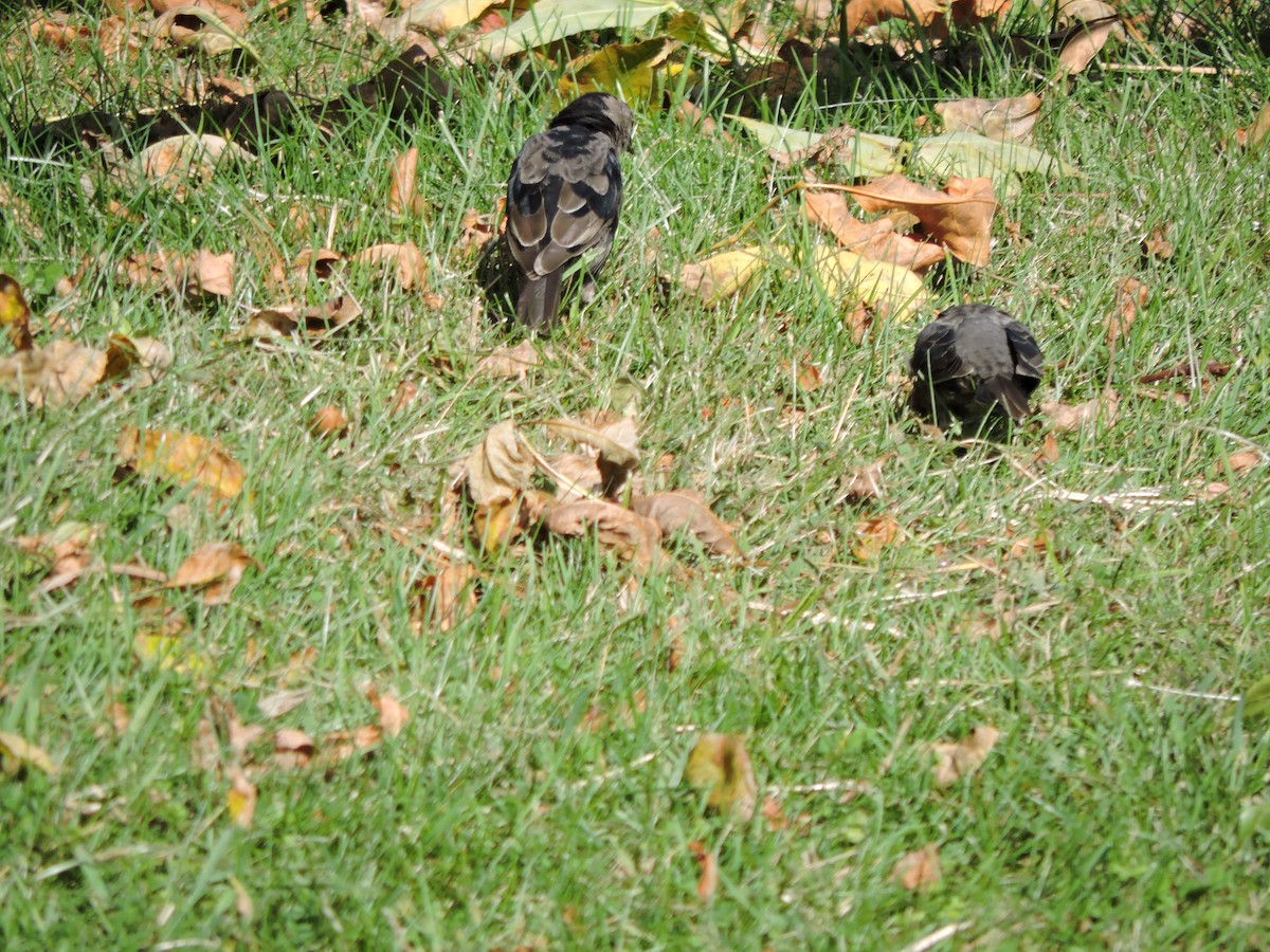 Brown-headed Cowbird - ML642782105