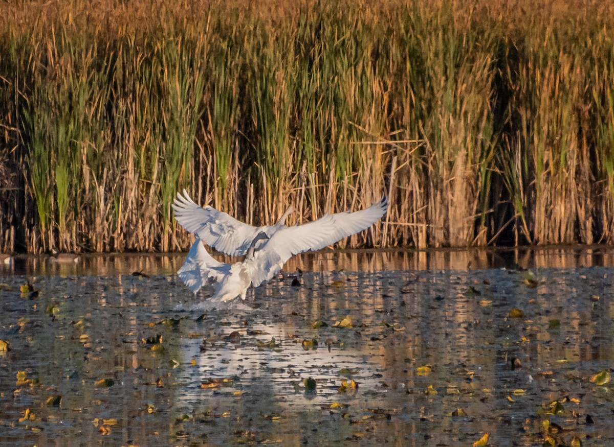 Trumpeter Swan - ML642782107