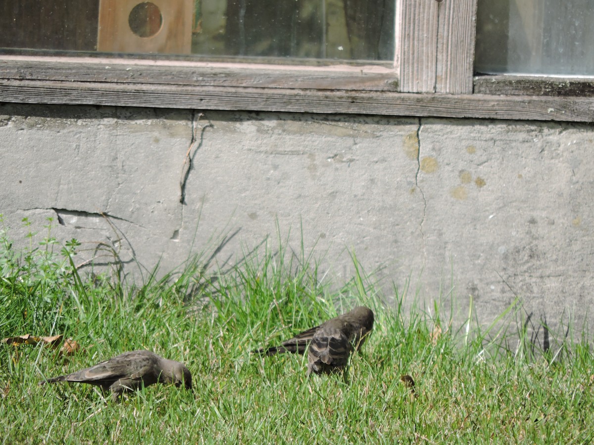 Brown-headed Cowbird - ML642782118