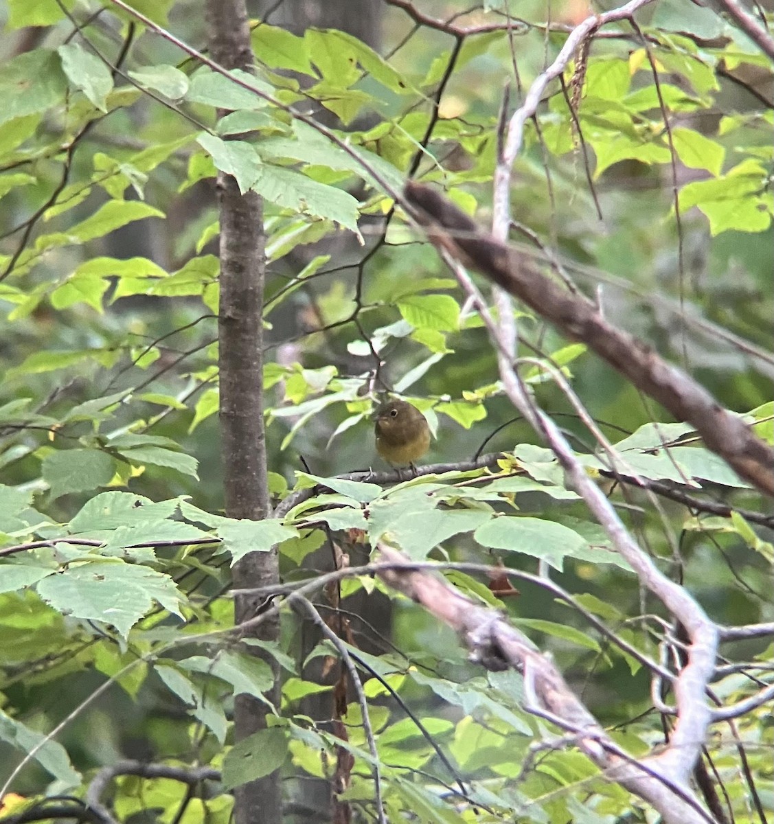 Connecticut Warbler - ML642782121