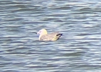 Möwe, unbestimmt - ML642782126
