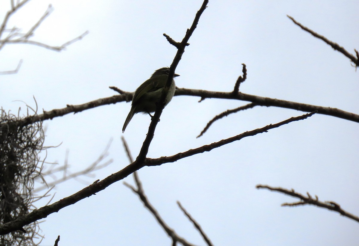 Venezuelan Tyrannulet - ML642782145