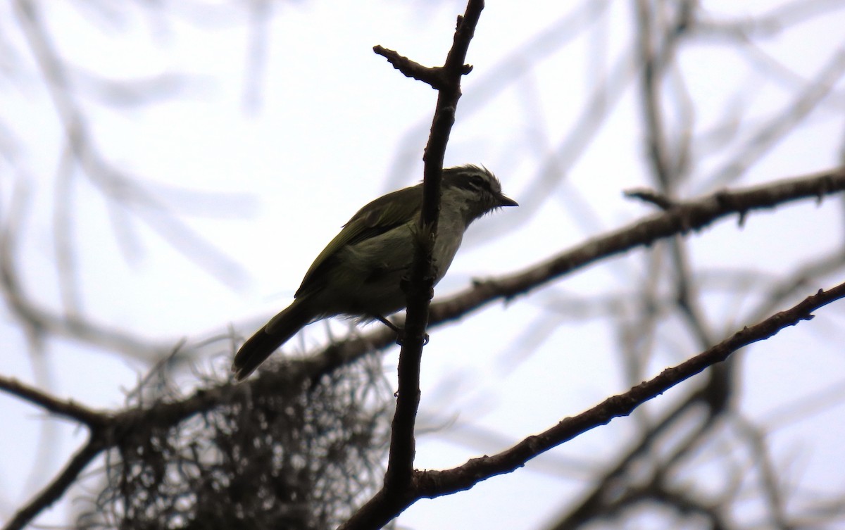 Venezuelan Tyrannulet - ML642782146