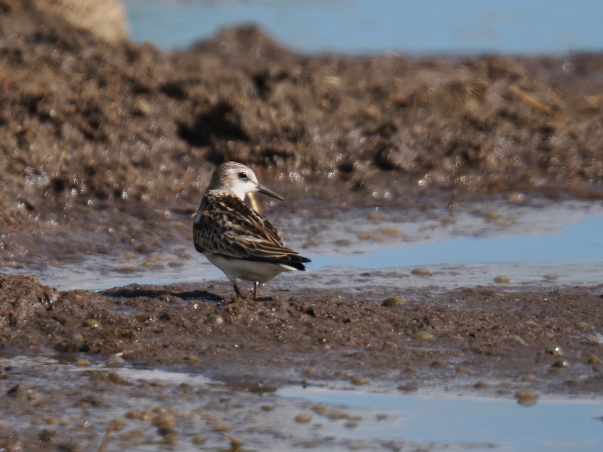 Semipalmated Sandpiper - ML642782149