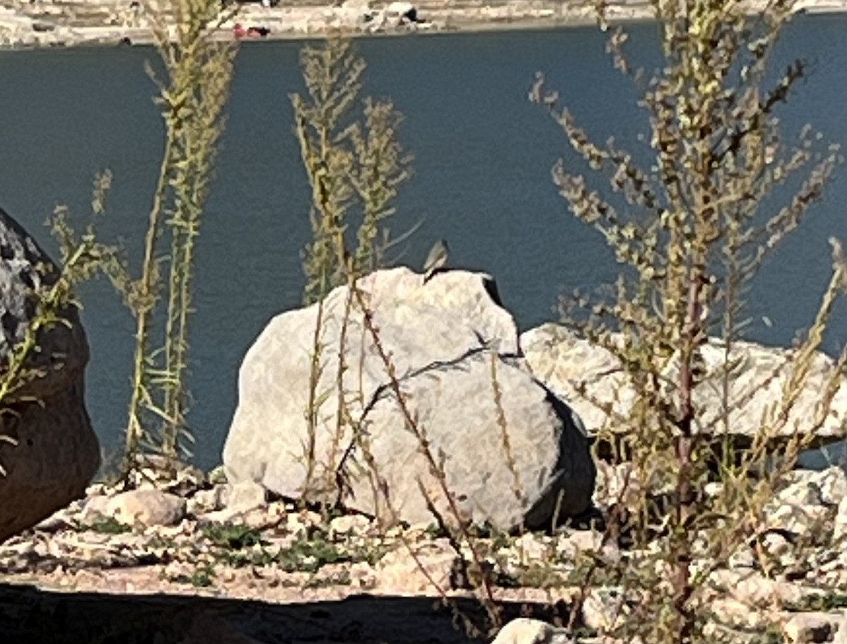 Rock Wren - ML642782164
