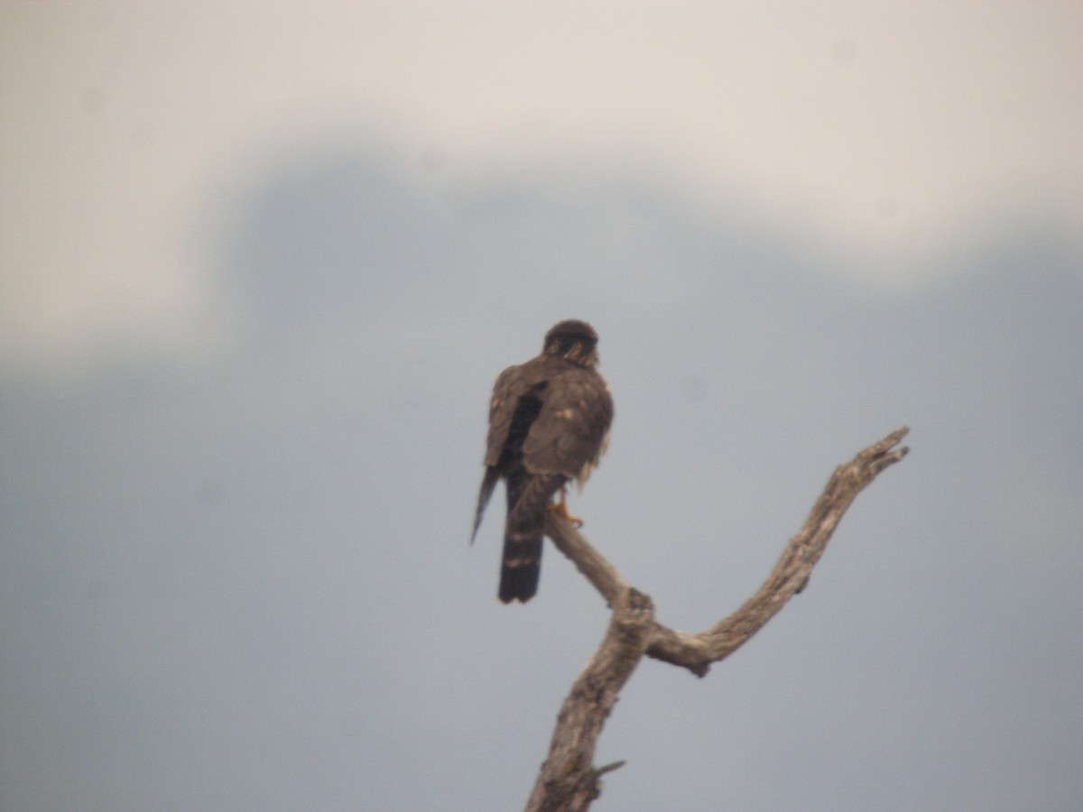 Merlin - ML642782193