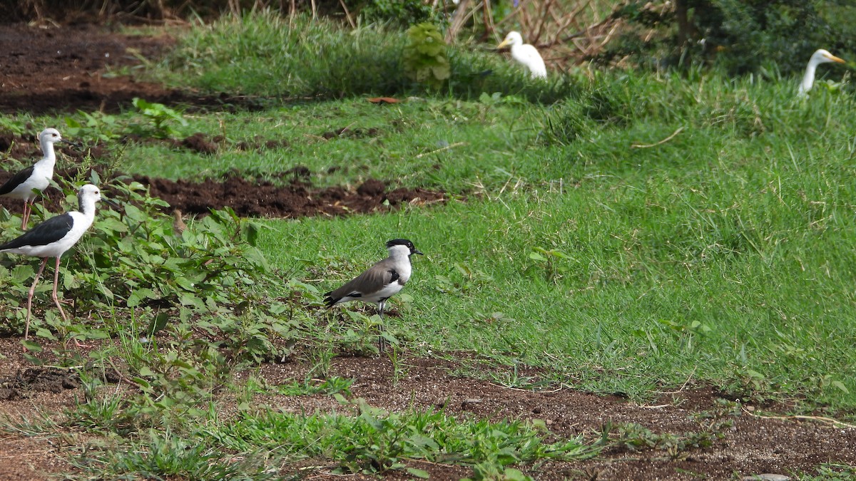 River Lapwing - ML642782196