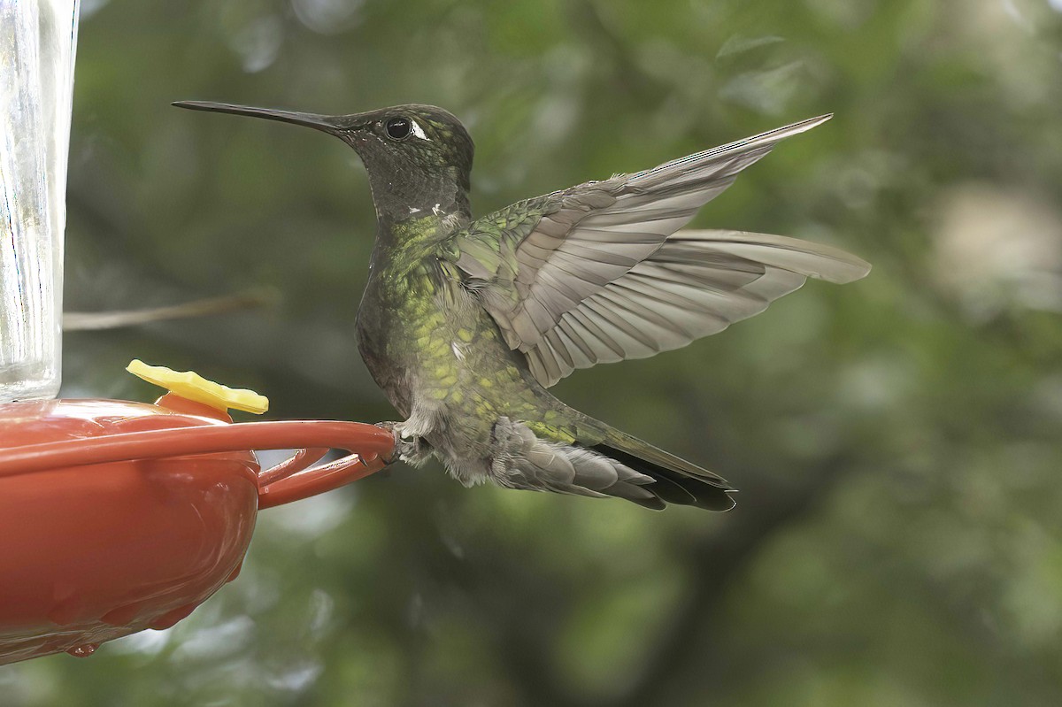 Colibri de Rivoli - ML642782203
