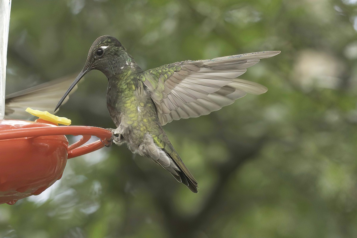 Colibri de Rivoli - ML642782204