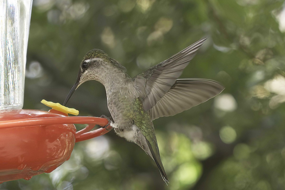 Colibri de Rivoli - ML642782205