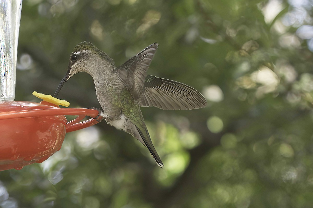 Colibri de Rivoli - ML642782206