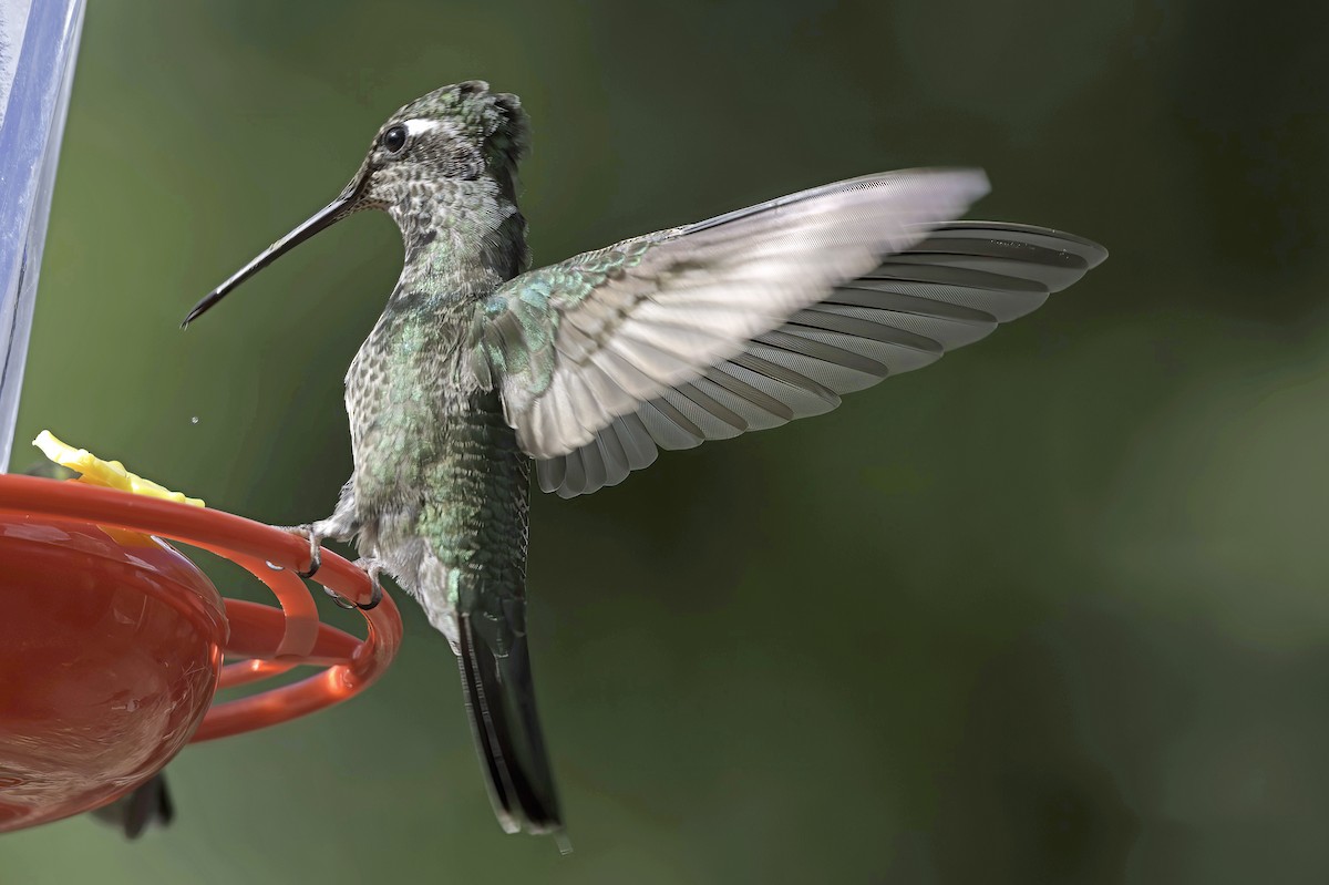 Colibri de Rivoli - ML642782207