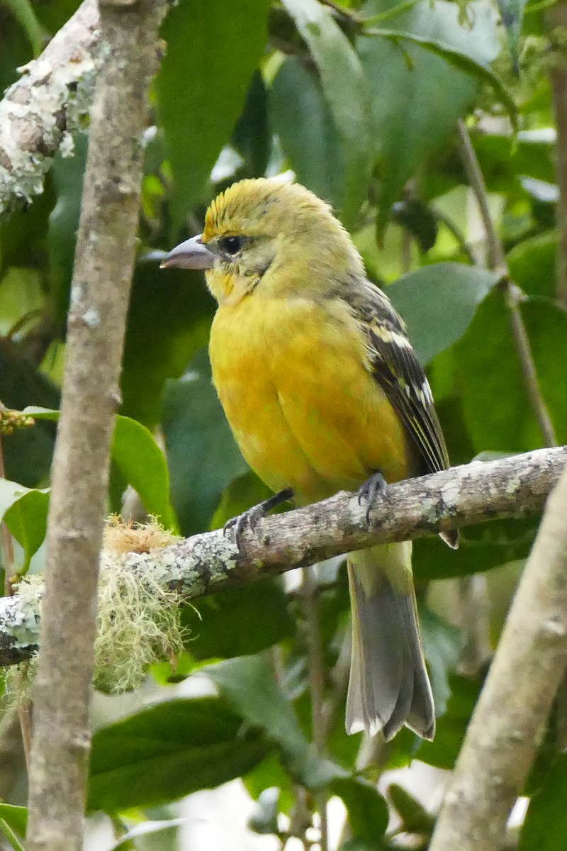 Flame-colored Tanager - ML642782218