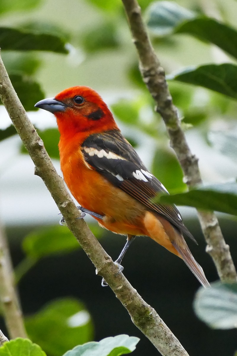 Flame-colored Tanager - ML642782219