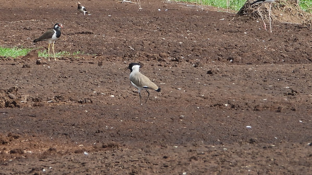 River Lapwing - ML642782224