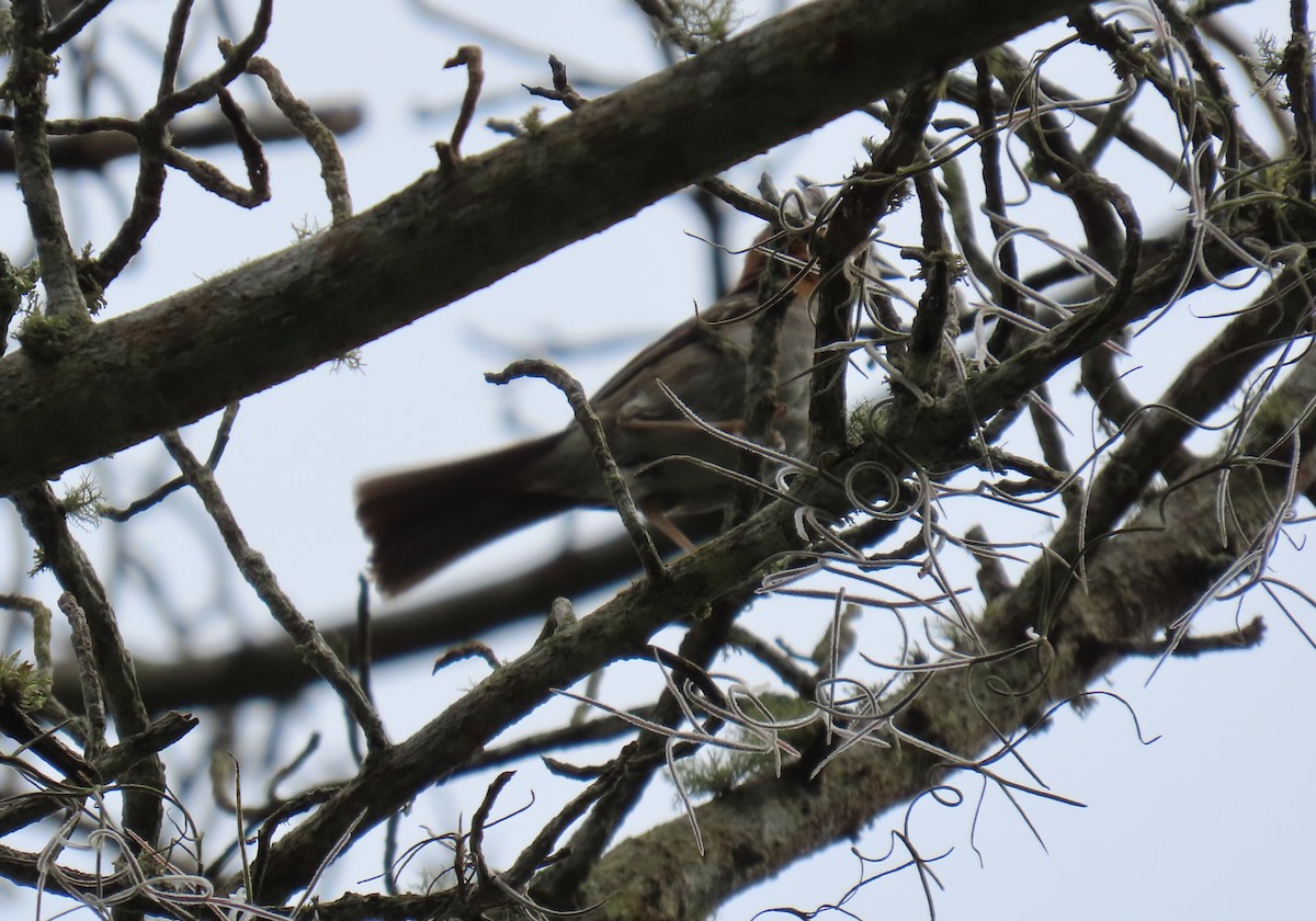 Rufous-collared Sparrow - ML642782226