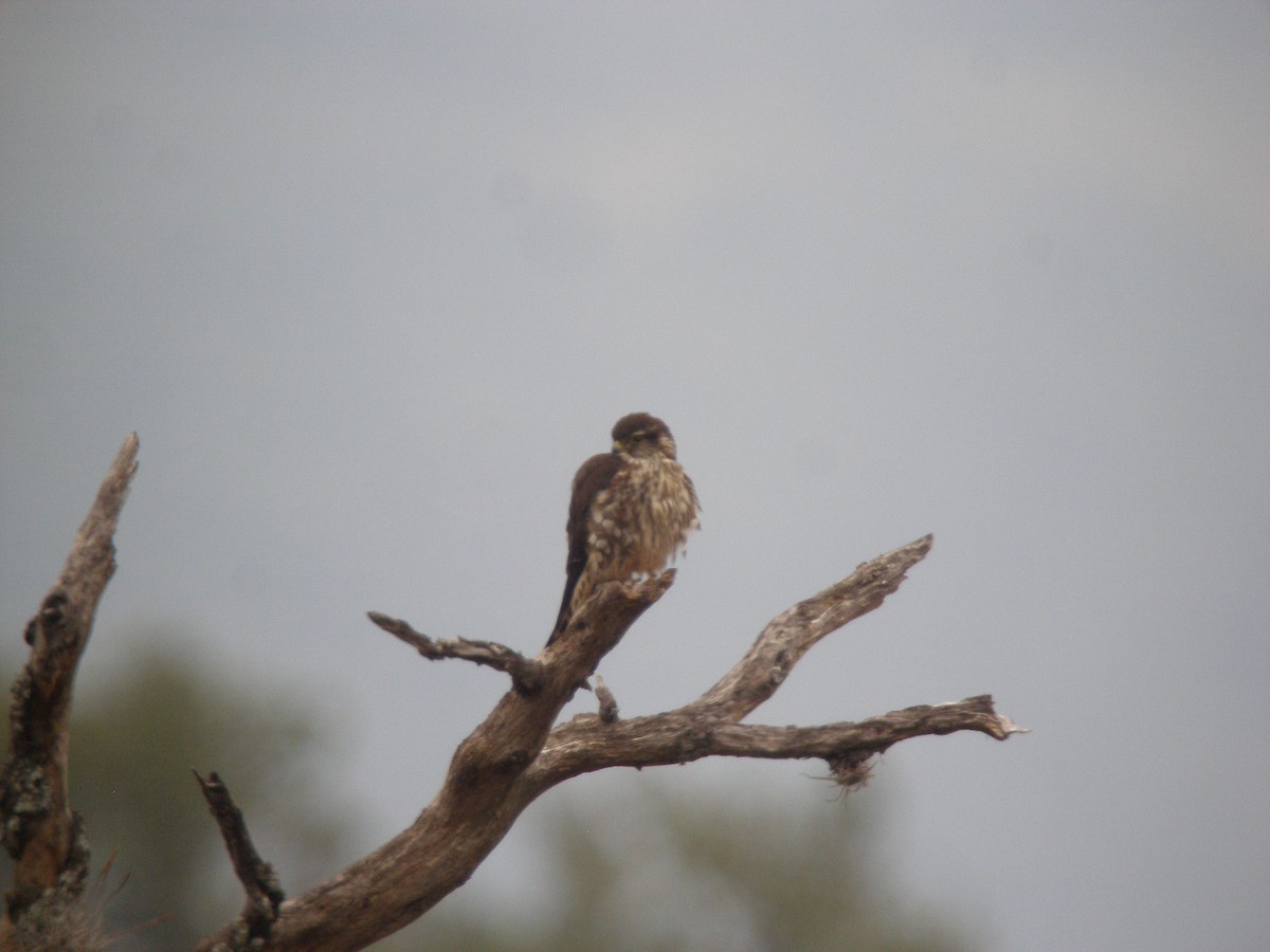 Merlin - ML642782237