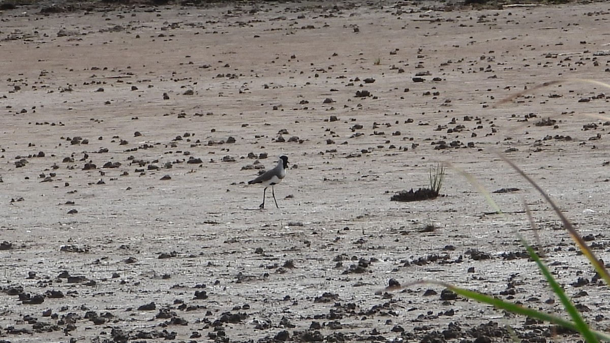 River Lapwing - ML642782238