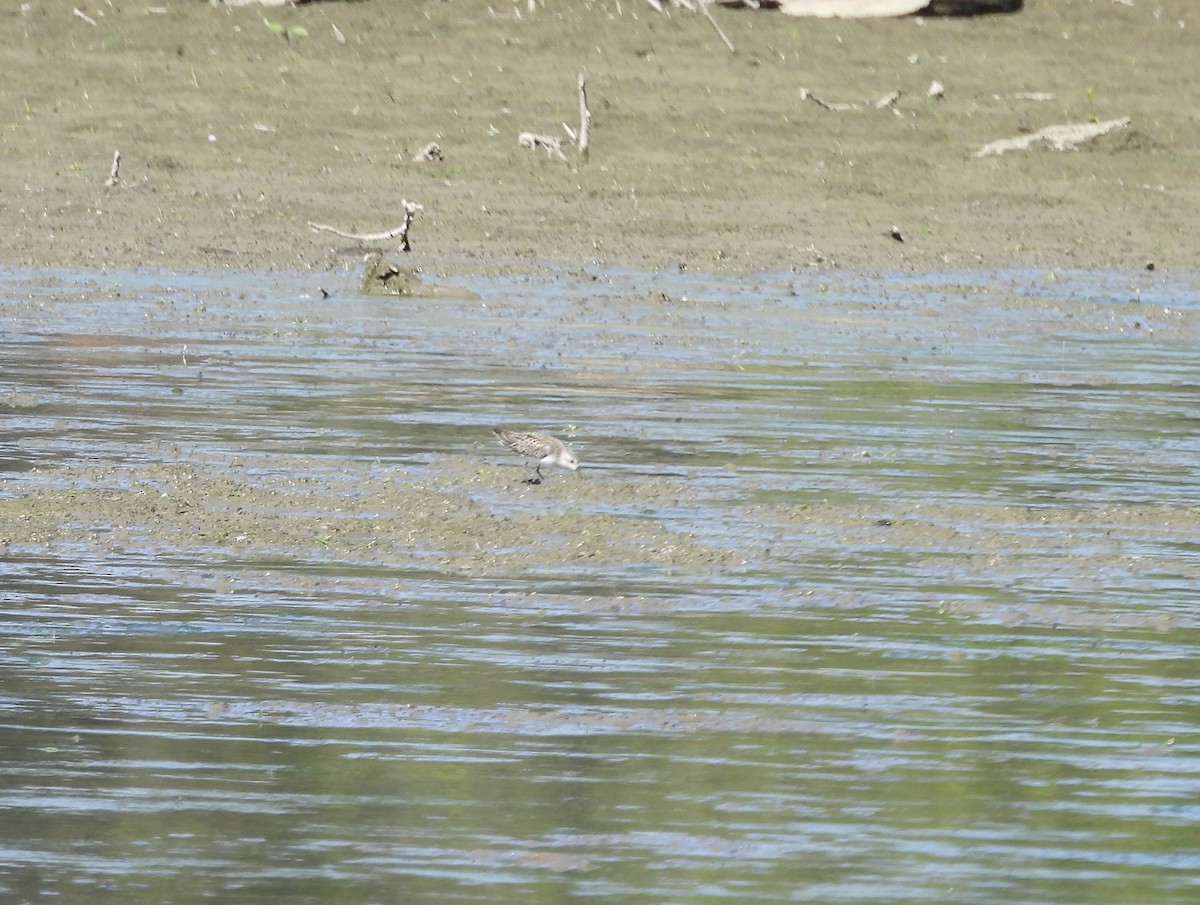 Semipalmated Sandpiper - ML642782241