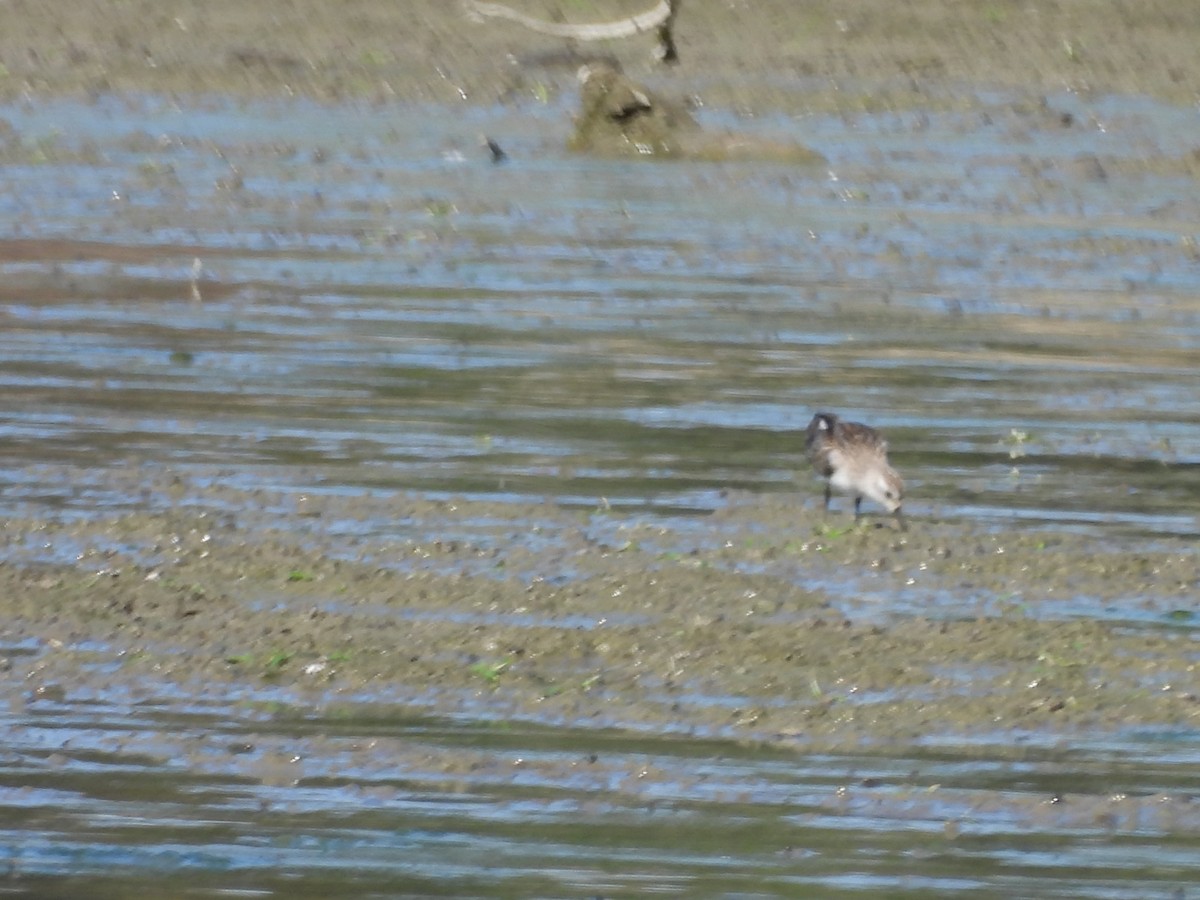 Semipalmated Sandpiper - ML642782243