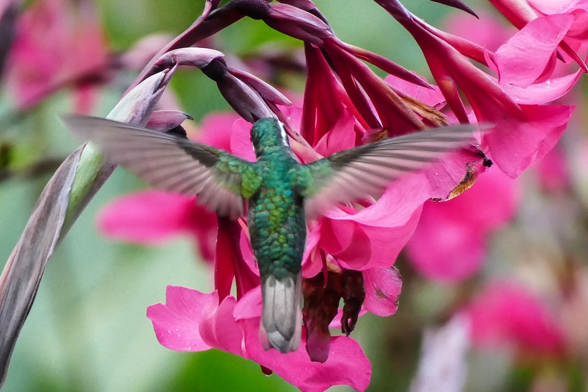 White-throated Mountain-gem - ML642782244
