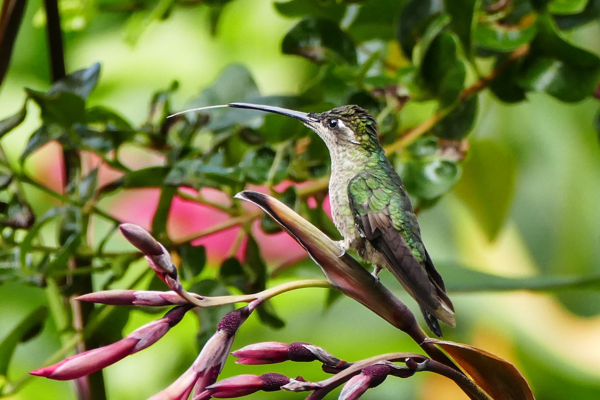 Talamanca Hummingbird - ML642782246
