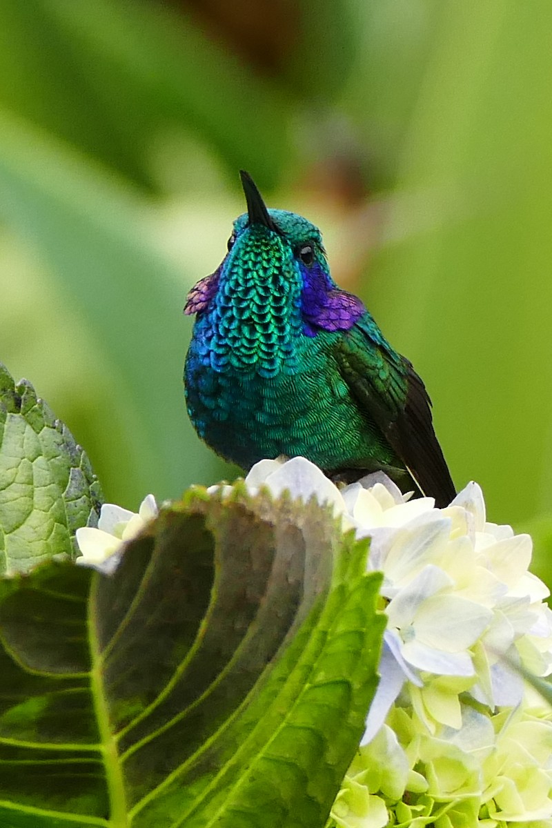 Lesser Violetear - ML642782249