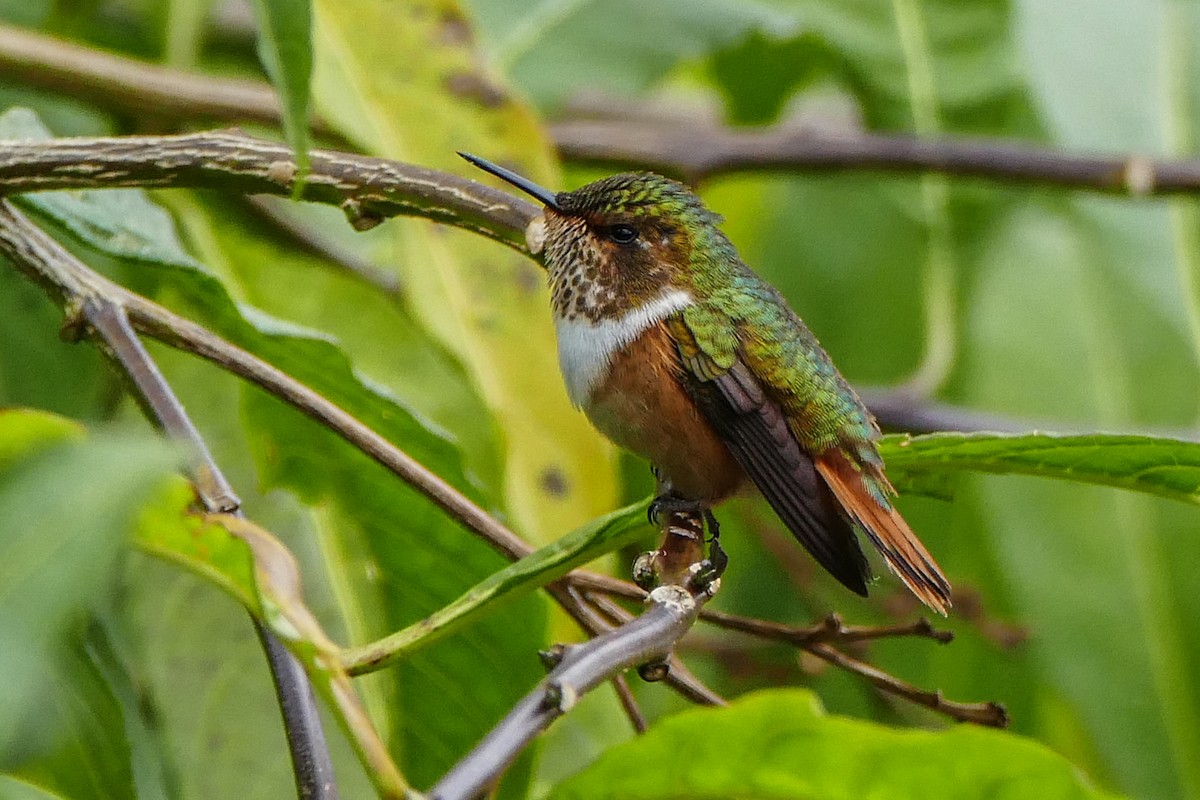 Scintillant Hummingbird - ML642782255