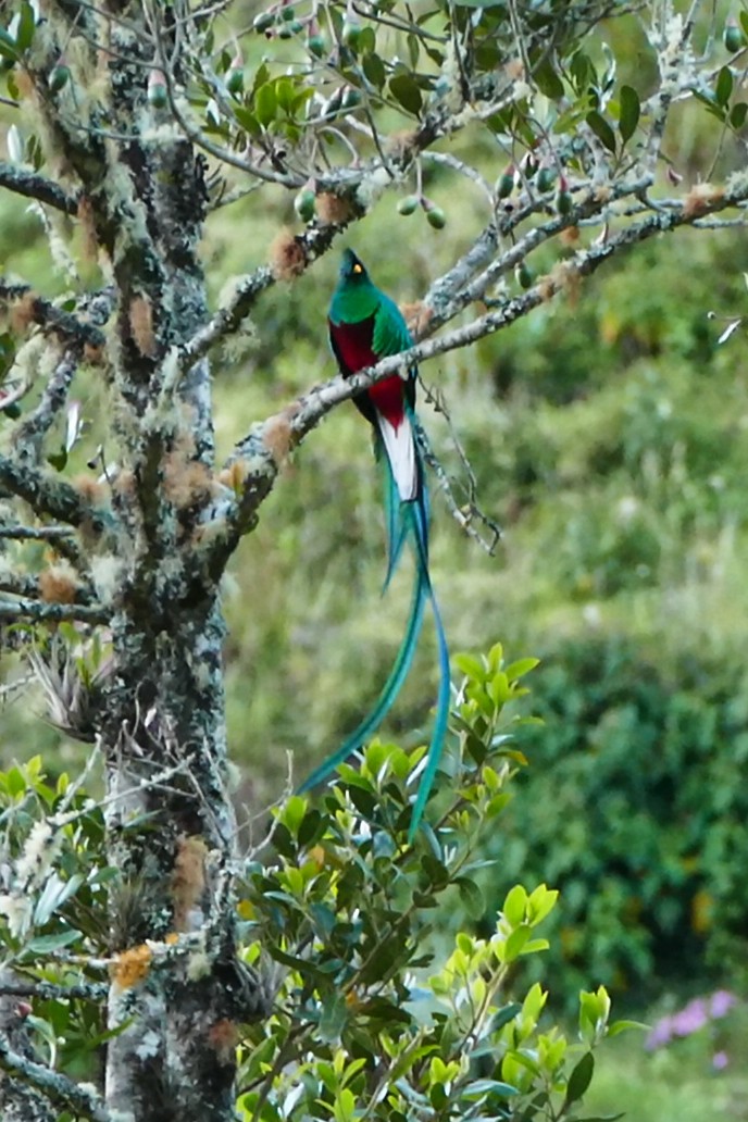 Resplendent Quetzal - ML642782263