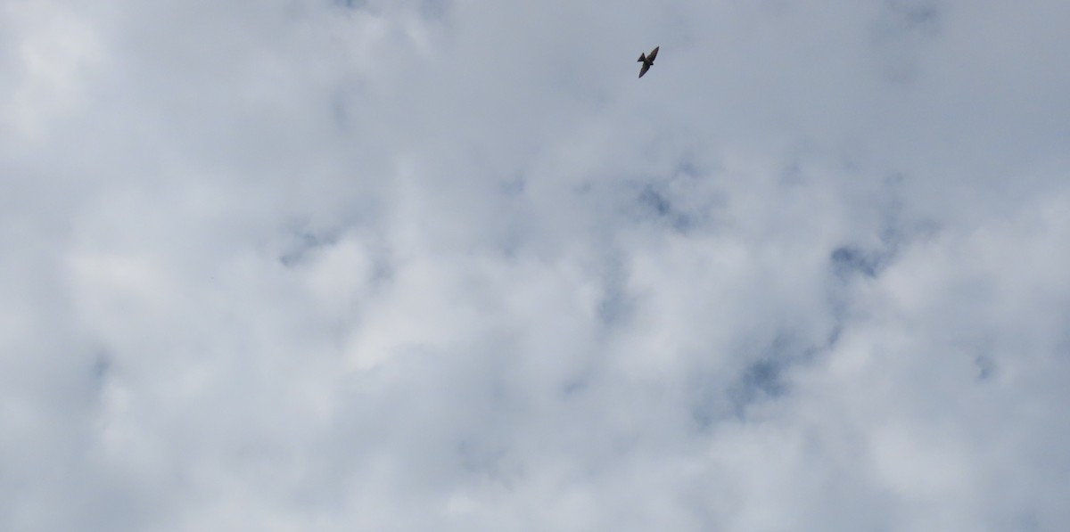 Blue-and-white Swallow - ML642782270