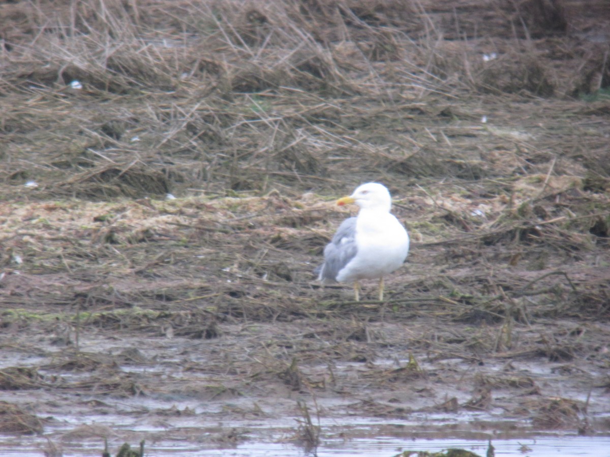 Yellow-legged Gull - ML642782284