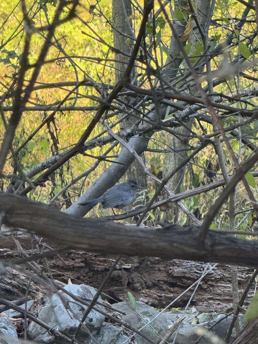 Gray Catbird - ML642782285