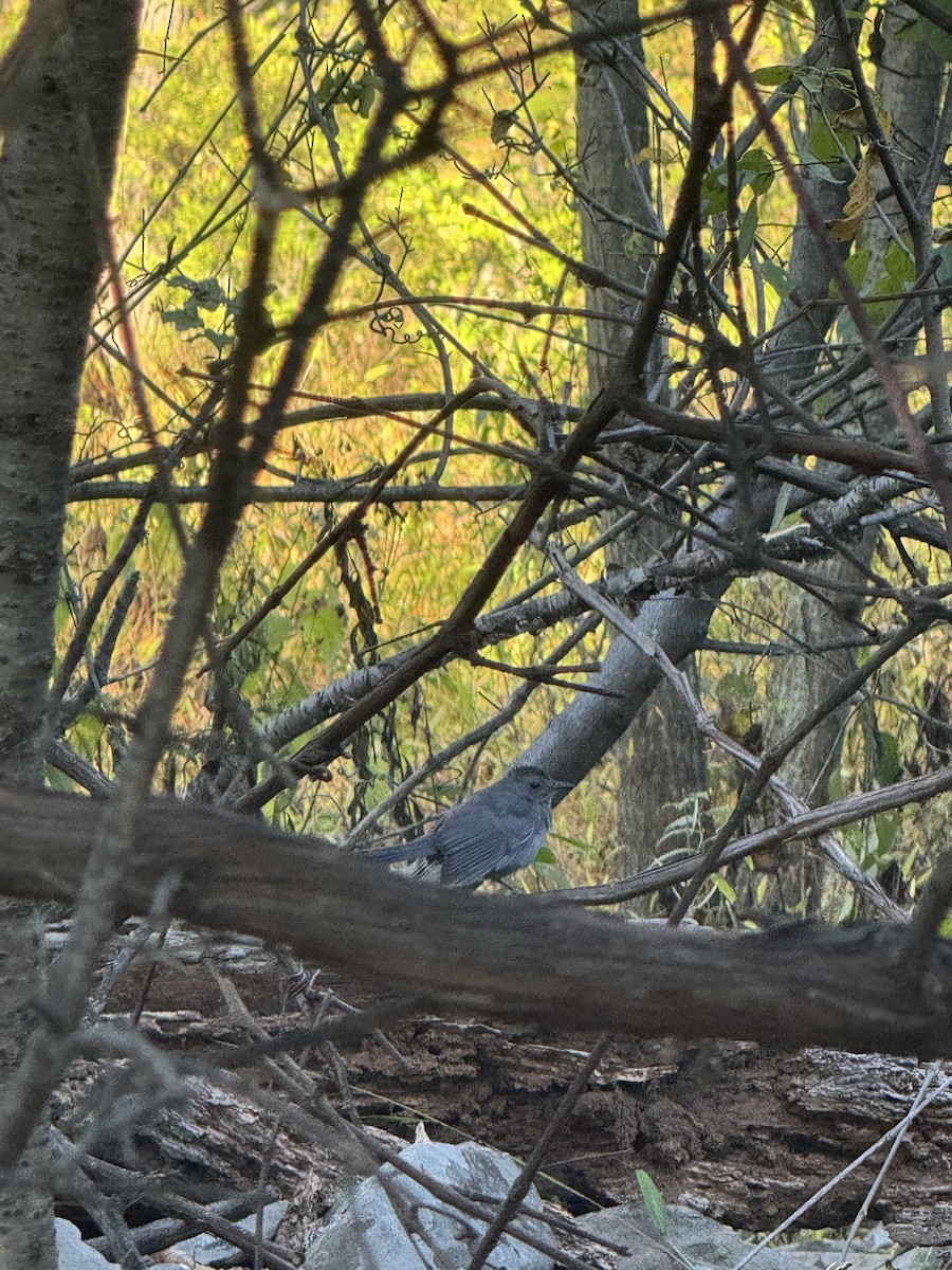Gray Catbird - ML642782286