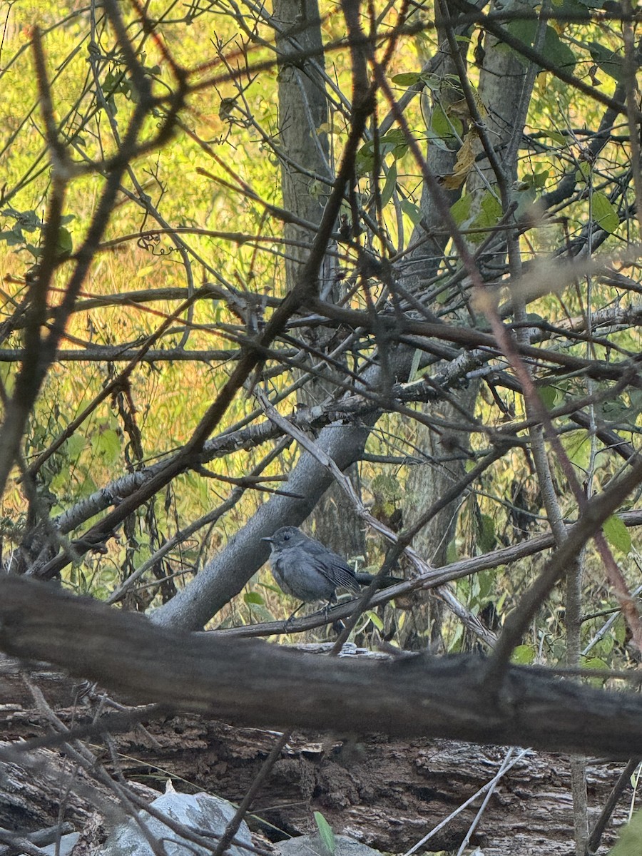 Gray Catbird - ML642782289