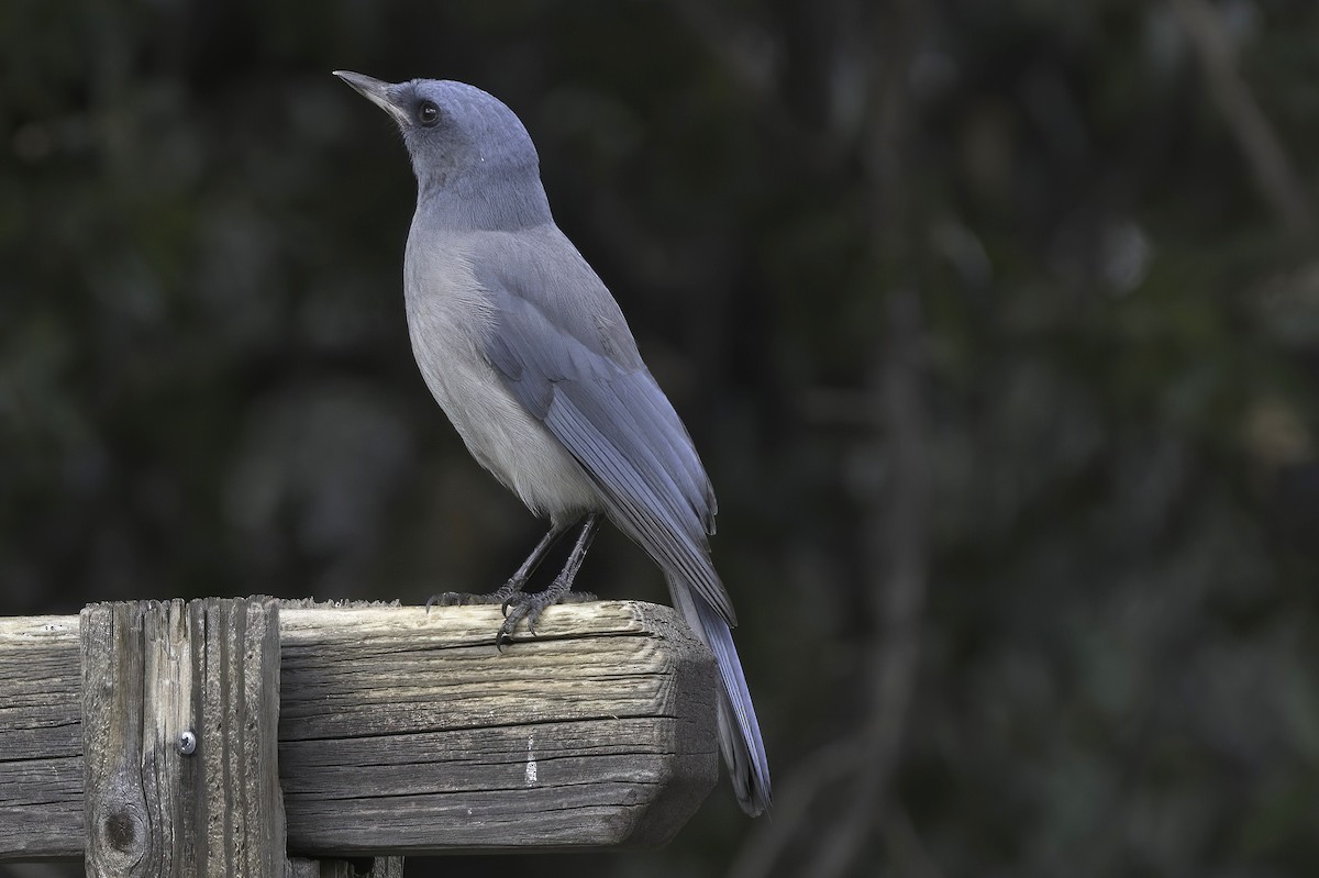 Mexican Jay - ML642782290