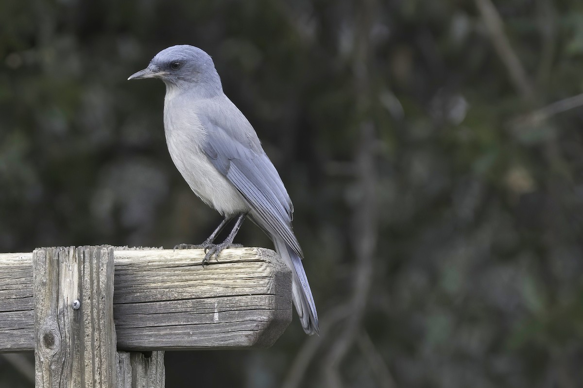 Mexican Jay - ML642782292