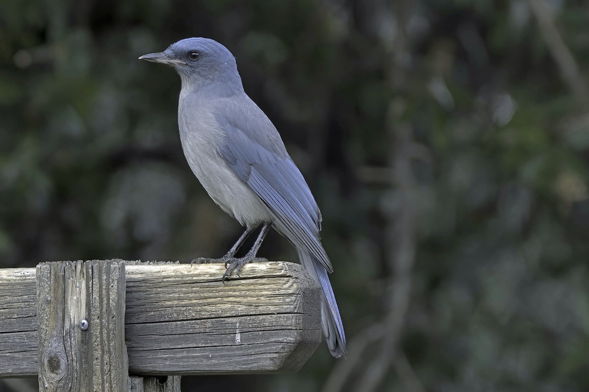 Mexican Jay - ML642782294