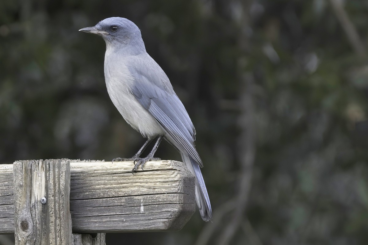 Mexican Jay - ML642782295