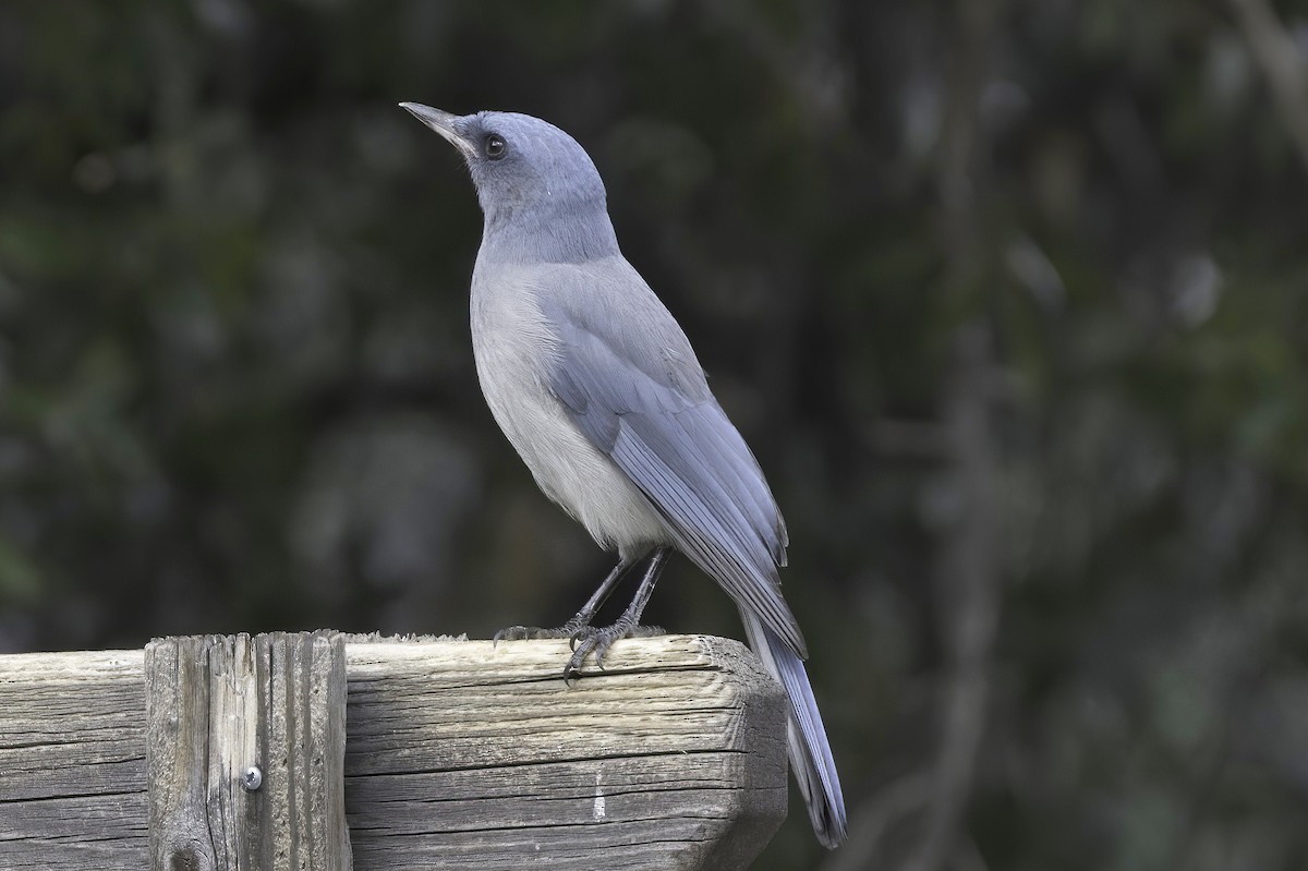 Mexican Jay - ML642782296