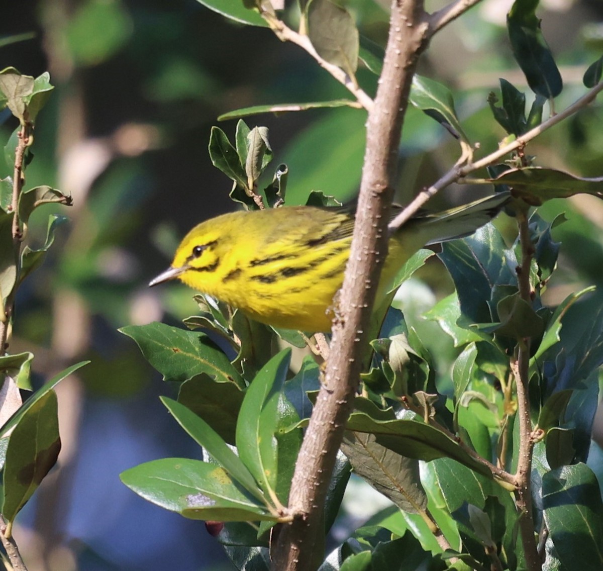 Prairie Warbler - ML642782299