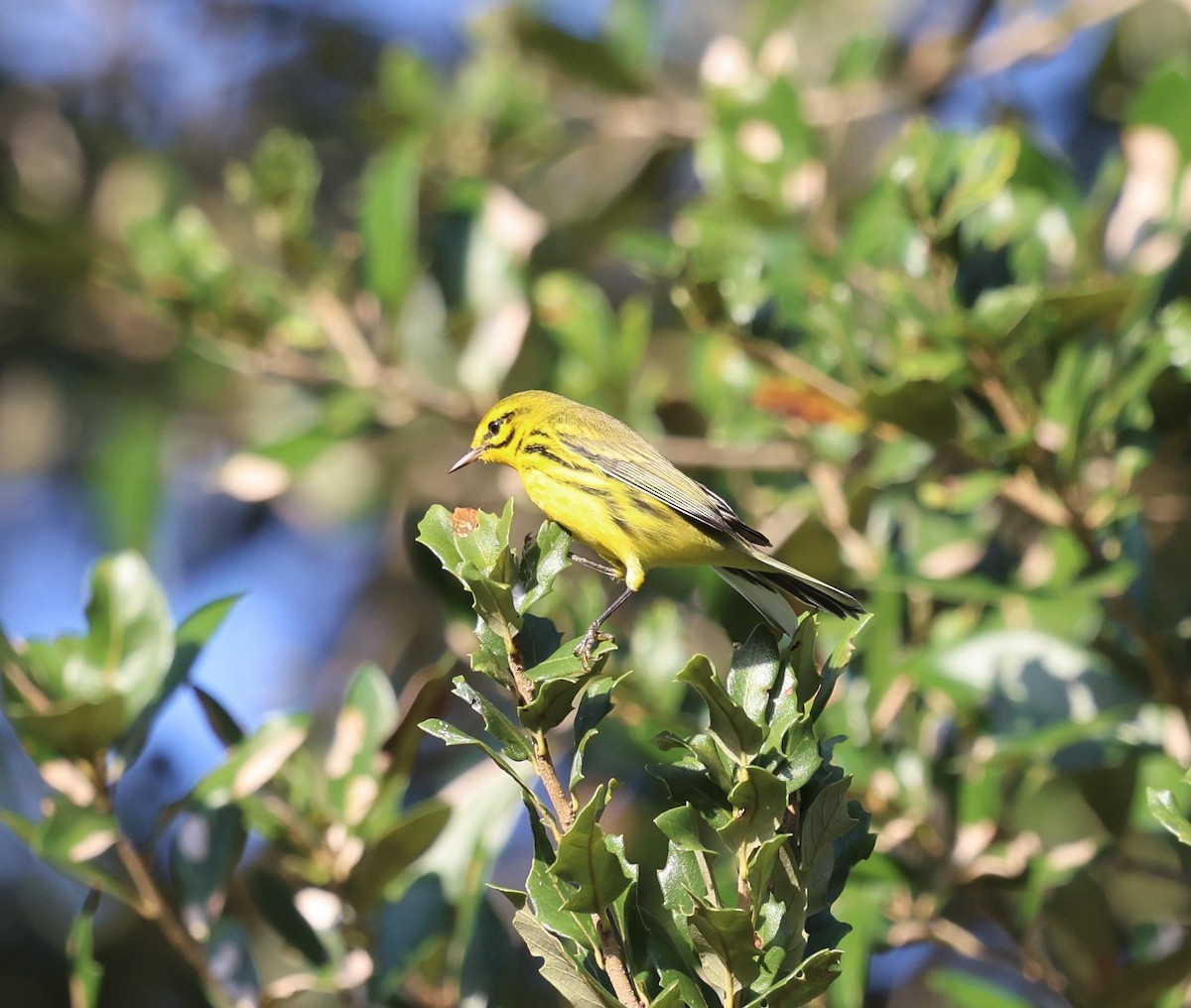 Prairie Warbler - ML642782300