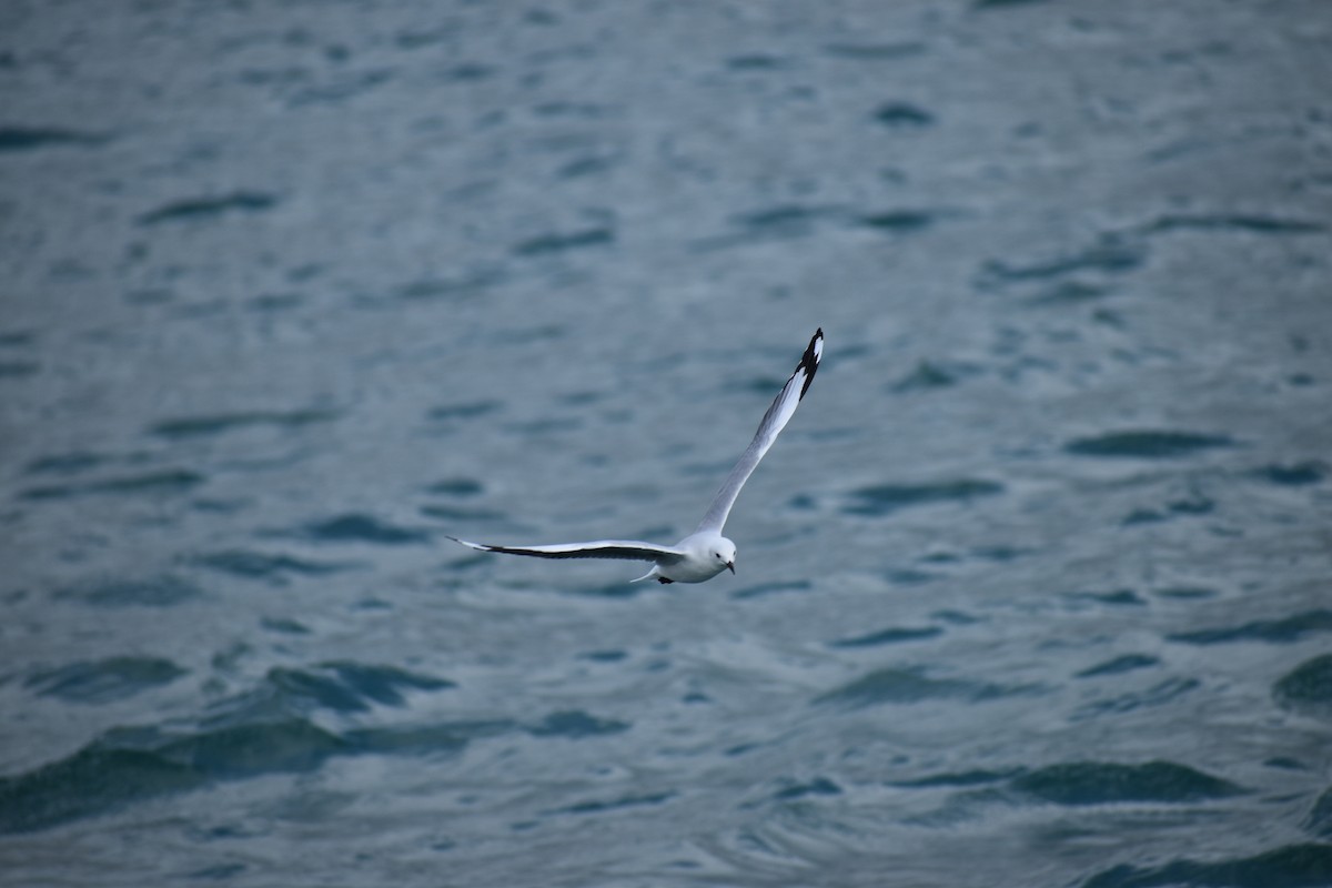 Hartlaub's Gull - ML642782308