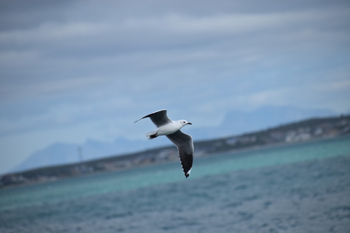 Hartlaub's Gull - ML642782321