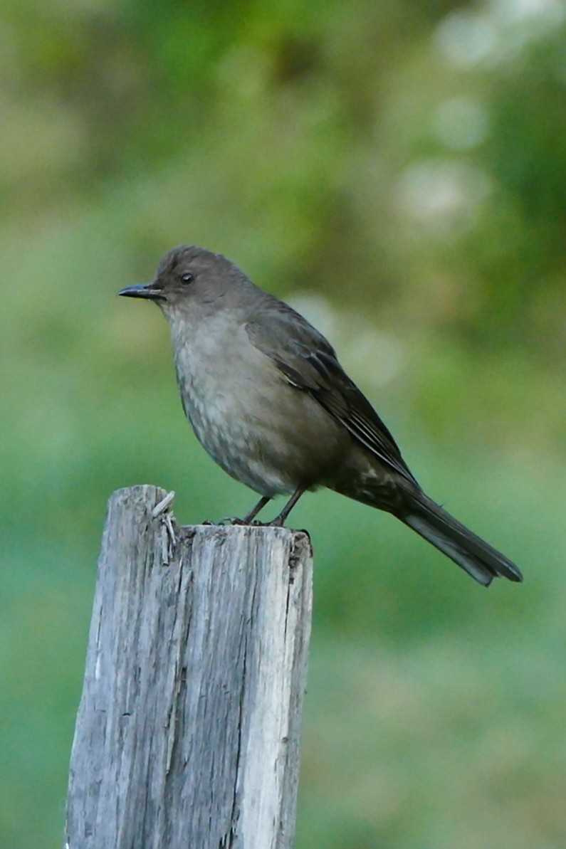 Mountain Thrush - ML642782323